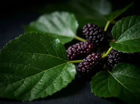 Mulberry Leaf Extract, an ingredient in Akemi Coffee Boost